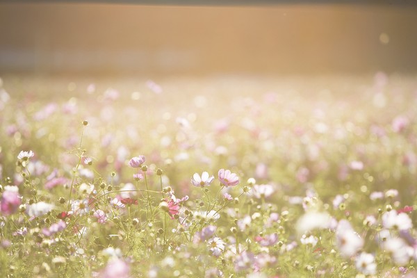 cosmos-flowers-geaedad7d6_1920.jpg